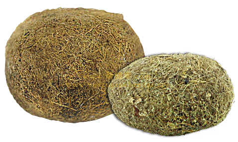 100%纯天然野生药皇豪猪枣有很明显的附加药用功效:✅排毒消炎 ✅提升免疫力 ✅细胞再生 ✅抗氧化 ✅增加血小板‼ 药皇提供豪猪枣/箭猪枣/河猪枣全球发货包括马来西亚，新加坡，澳洲，中国，香港，澳门等。药皇是豪猪枣行业的鼻祖，专注健康产业超过20年，药皇豪猪枣辅助治疗与恢復健康，包括促进肌肉生长、调节免疫系统、调节血糖血压等。适量食用豪猪枣也有助于控制病情，减轻症状。