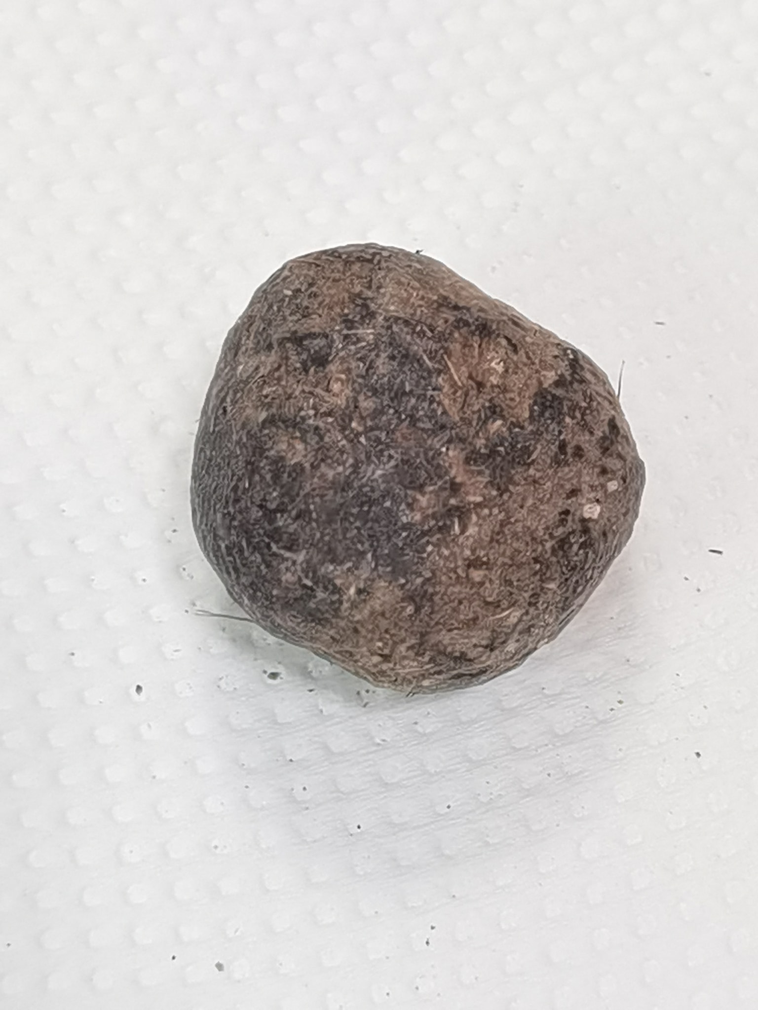 100%纯天然野生药皇豪猪枣有很明显的附加药用功效:✅排毒消炎 ✅提升免疫力 ✅细胞再生 ✅抗氧化 ✅增加血小板‼ 药皇提供豪猪枣/箭猪枣/河猪枣全球发货包括马来西亚，新加坡，澳洲，中国，香港，澳门等。药皇是豪猪枣行业的鼻祖，专注健康产业超过20年，药皇豪猪枣辅助治疗与恢復健康，包括促进肌肉生长、调节免疫系统、调节血糖血压等。适量食用豪猪枣也有助于控制病情，减轻症状。